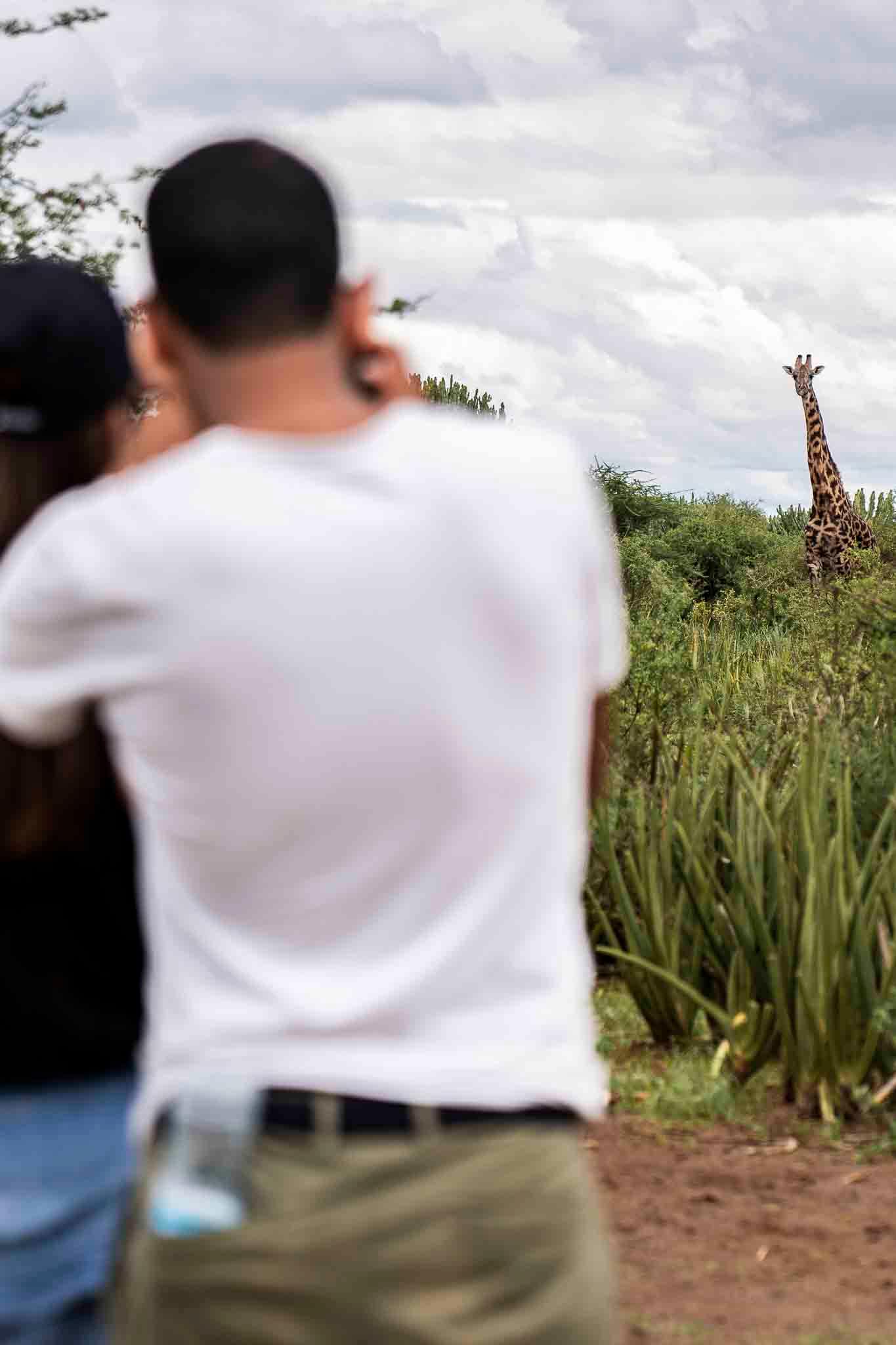 Spotting a giraffe in Enduimet honeymoon safari Tanzania zanzibar