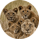 Lions low Tailor made safari 4