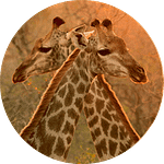 giraffe low Tailor made safari 2