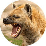 hyena1low Tailor made safari 1