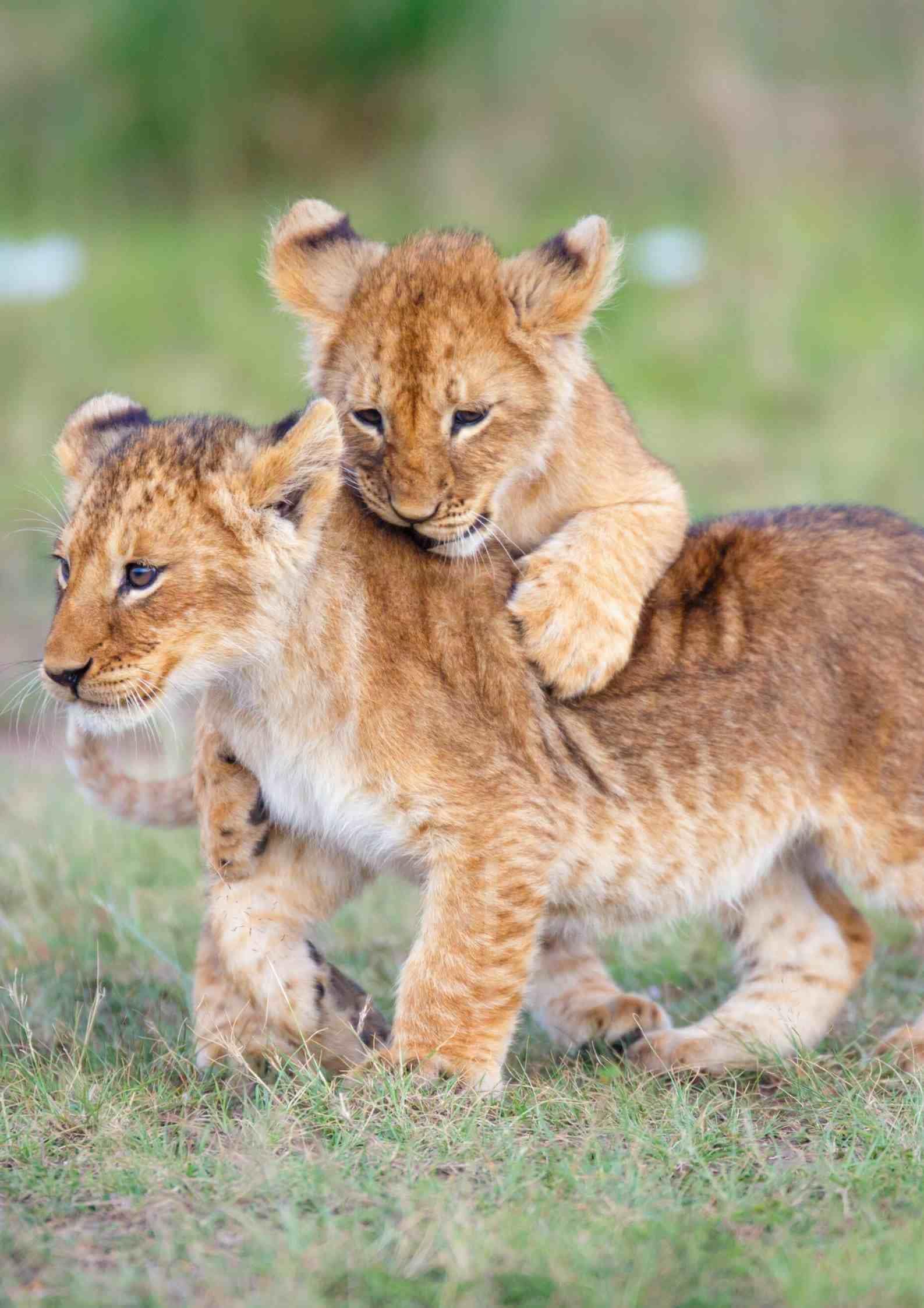 Baby Lions in serengeti
